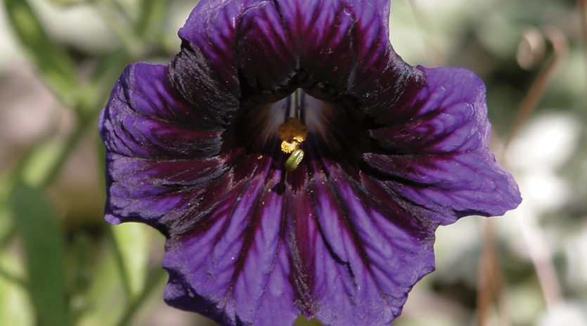 Quelles plantes semer à la mi-janvier?