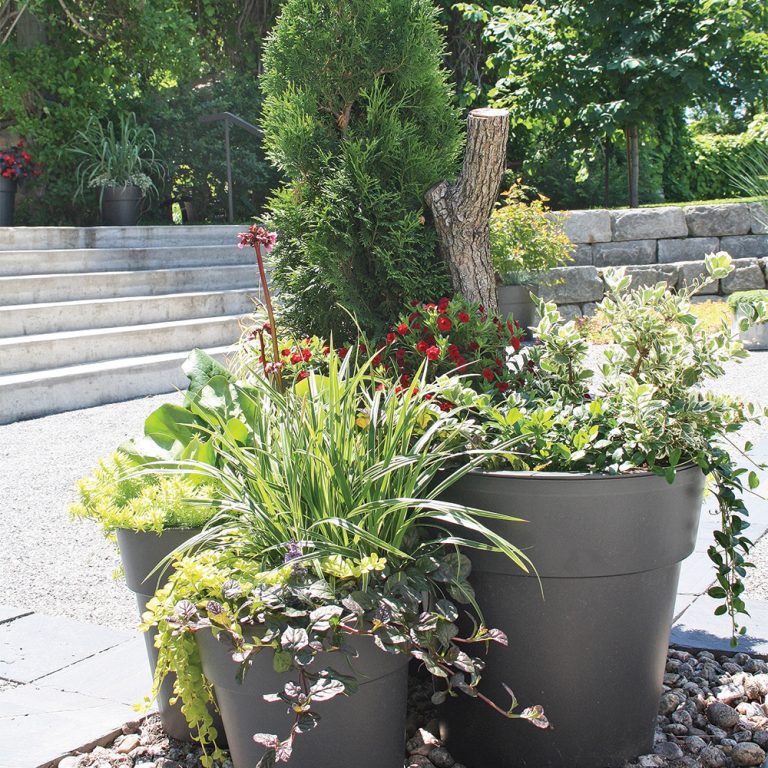 Arbustes et vivaces en pot, comment faire? Je Jardine