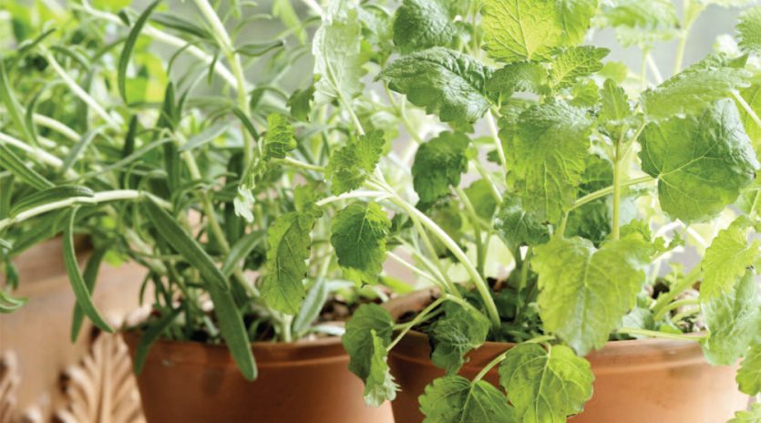 Comment avoir des fines herbes fraîches tout l’hiver