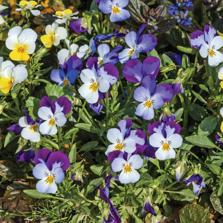 200 Graines De Pensées Multicolores - Pour Un Jardin Fleuri Toute L'année !