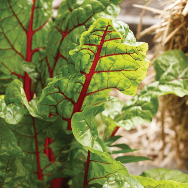 Bette à carde - Je Jardine