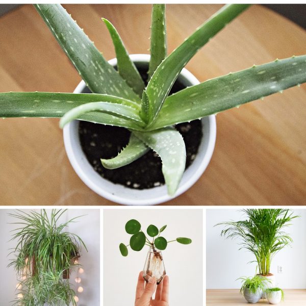 Top 10 des meilleures plantes d’intérieur (et comment ne pas les tuer !)