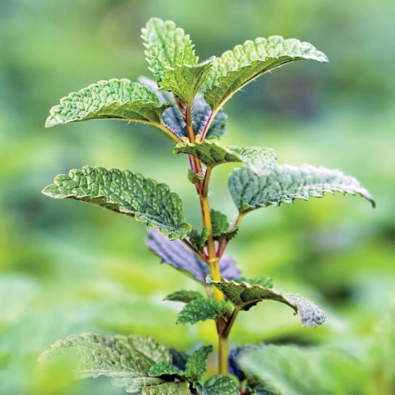 Fiche De Culture De La Mélisse (Melissa Officinalis) : Semis, Entretien