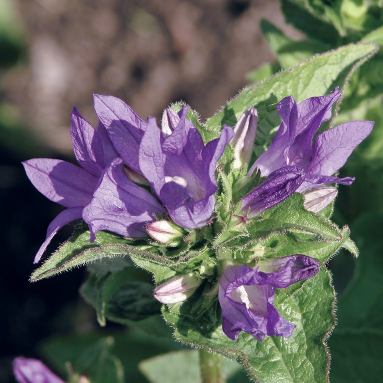 Campanule agglomérée Je Jardine