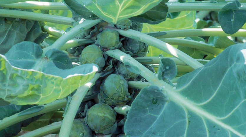12 légumes pour un potager à l’ombre