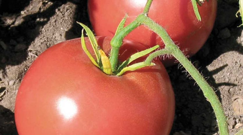 12 variétés de tomates à découvrir
