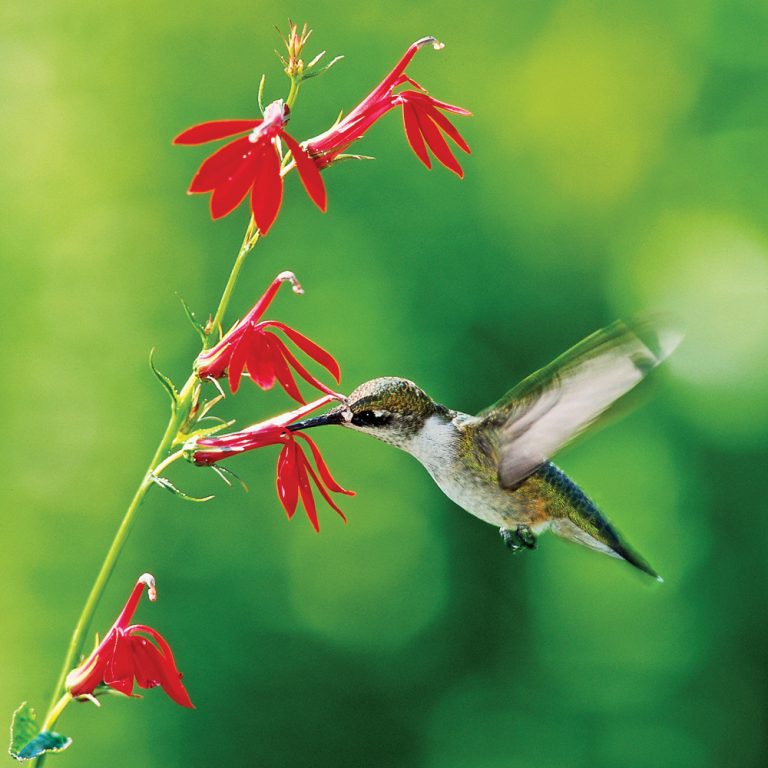 5 fleurs pour attirer les colibris Je Jardine