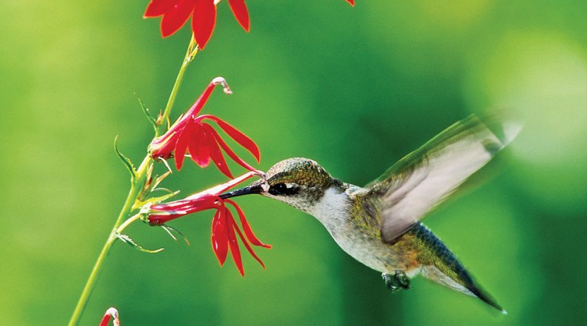5 fleurs pour attirer les colibris