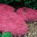 Thym Rampantes Thym rampant ‘Coccineus’ - Je Jardine