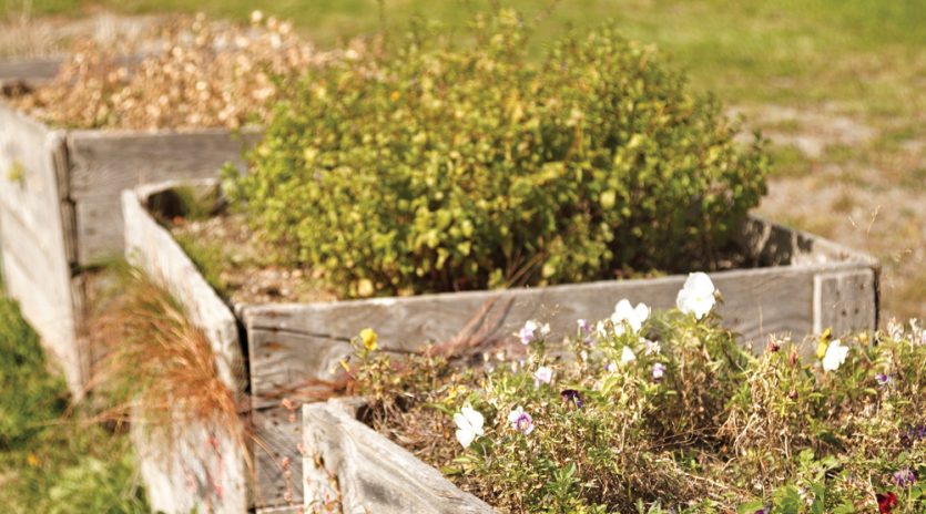Quoi faire en fin de saison au jardin?