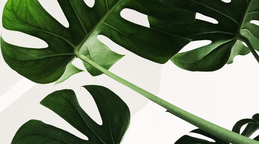5 plantes parfaites à offrir en cadeau
