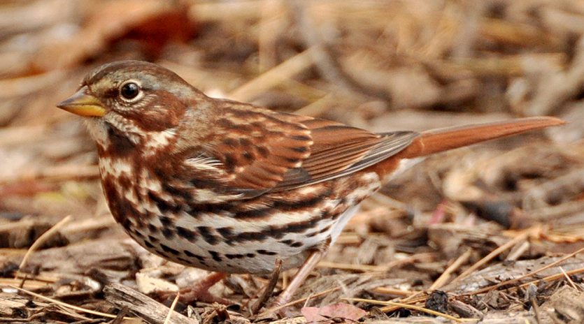 Préparer les mangeoires d’oiseaux pour l’hiver