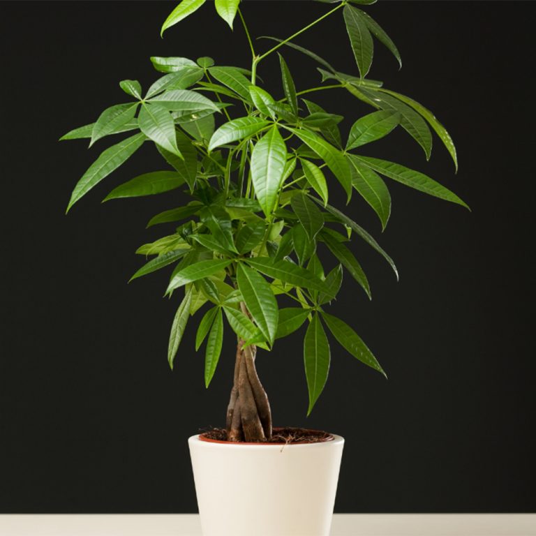 Tout savoir sur le pachira Je Jardine