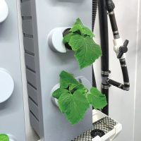 Tout savoir sur l'aéroponie Je Jardine