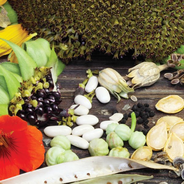 Récolter ses semences, c&rsquo;est facile !