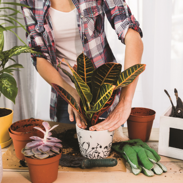 L’ABC du rempotage