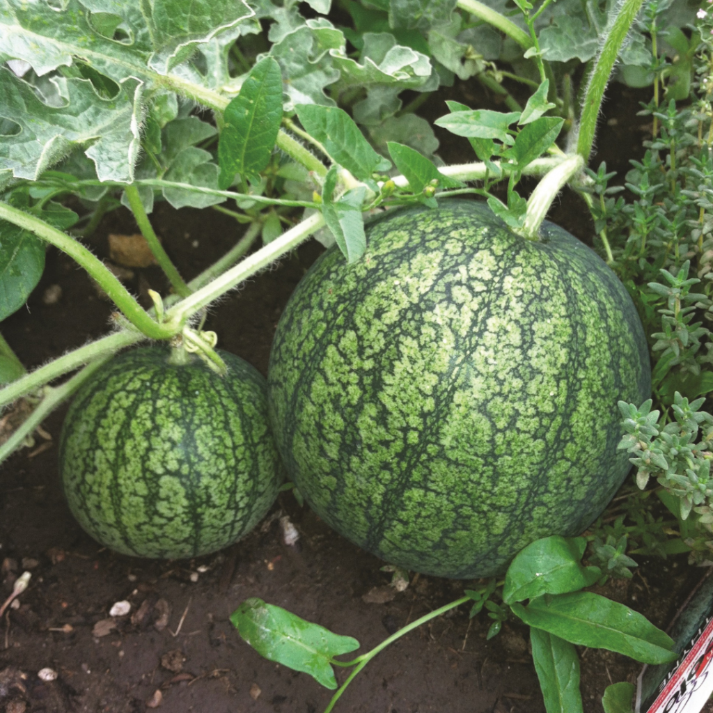 Melon d’eau (Citrullus vulgaris)