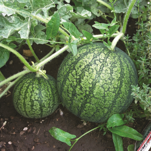 Melon d’eau (Citrullus vulgaris)
