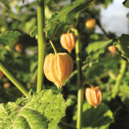 Cerise de terre (Physalis pruinosa)